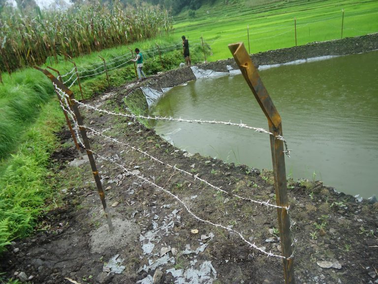 Project Update: Fishery in Thangpalkot VDC